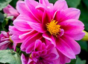 Jiřina 'Dahlietta Lubega Rose Eye' - Dahlia 'Dahlietta Lubega Rose Eye'