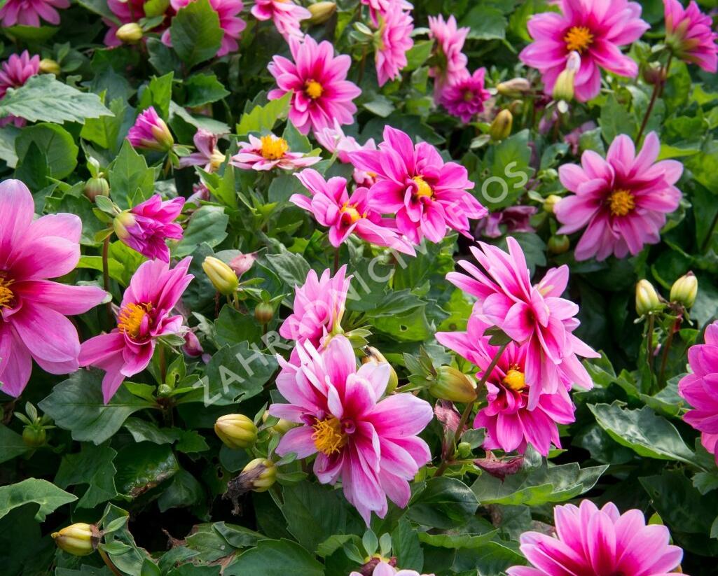 Jiřina 'Dahlietta Lubega Rose Eye' - Dahlia 'Dahlietta Lubega Rose Eye'