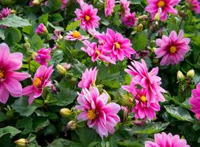 Jiřina 'Dahlietta Lubega Rose Eye' - Dahlia 'Dahlietta Lubega Rose Eye'