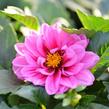 Jiřina 'Dahlietta Lubega Rose Eye' - Dahlia 'Dahlietta Lubega Rose Eye'