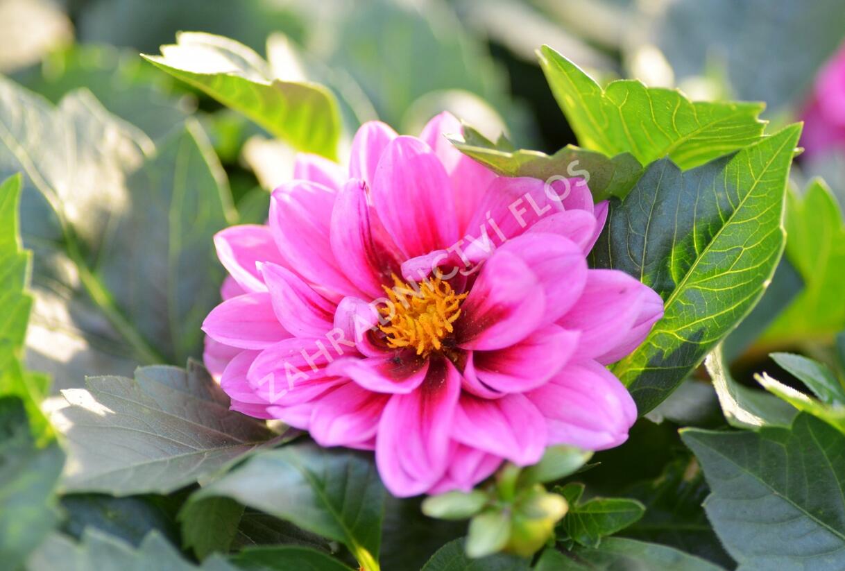 Jiřina 'Dahlietta Lubega Rose Eye' - Dahlia 'Dahlietta Lubega Rose Eye'