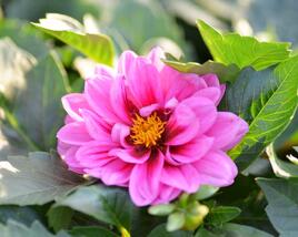 Jiřina 'Dahlietta Lubega Rose Eye'