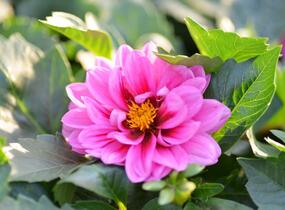Jiřina 'Dahlietta Lubega Rose Eye' - Dahlia 'Dahlietta Lubega Rose Eye'