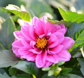 Jiřina 'Dahlietta Lubega Rose Eye' - Dahlia 'Dahlietta Lubega Rose Eye'