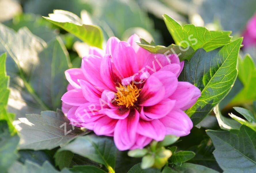 Jiřina 'Dahlietta Lubega Rose Eye' - Dahlia 'Dahlietta Lubega Rose Eye'