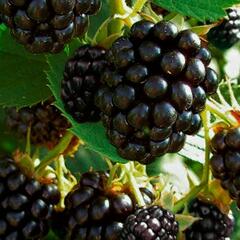 Ostružiník beztrnný 'Navaho' - Rubus fruticosus 'Navaho'