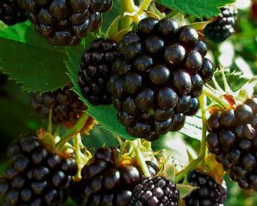 Ostružiník beztrnný 'Navaho'