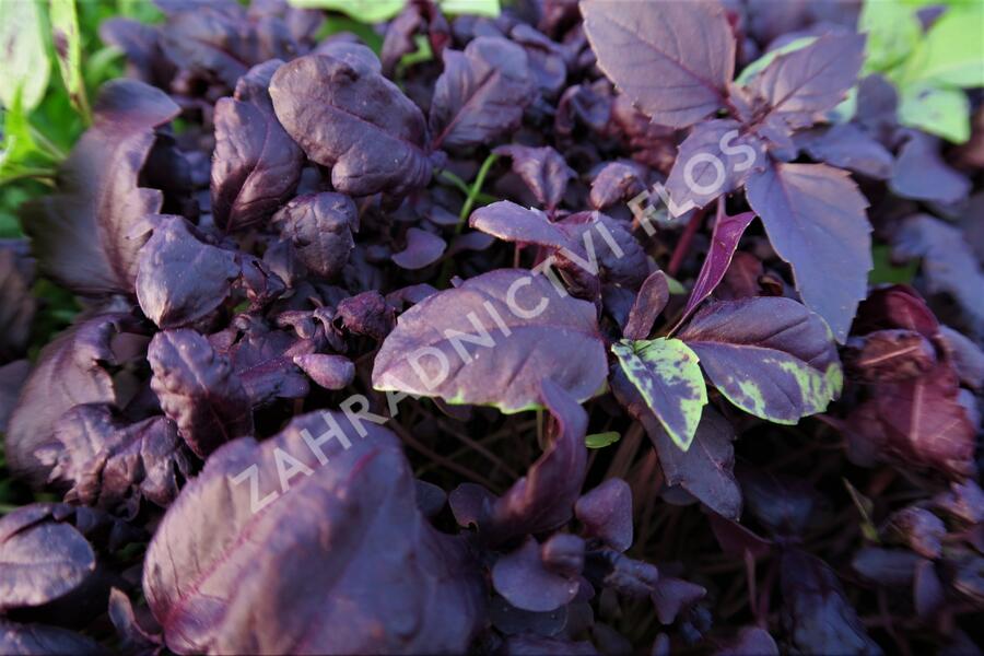 Bazalka pravá kadeřavá červenolistá - Ocimum basilicum 'Crispa Red'