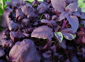 Bazalka pravá kadeřavá červenolistá - Ocimum basilicum 'Crispa Red'