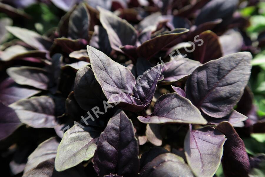 Bazalka pravá červenolistá 'Purple' - Ocimum basilicum 'Purple'