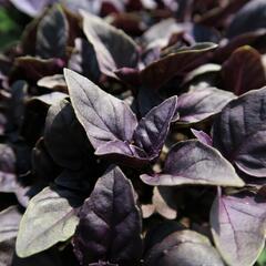 Bazalka pravá červenolistá 'Purple' - Ocimum basilicum 'Purple'