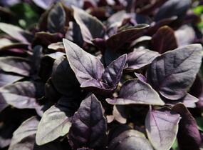 Bazalka pravá červenolistá 'Purple' - Ocimum basilicum 'Purple'