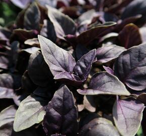 Bazalka pravá červenolistá 'Purple' - Ocimum basilicum 'Purple'