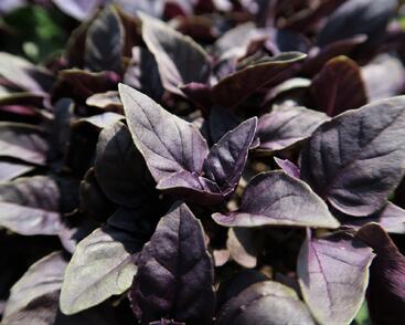 Bazalka pravá červenolistá 'Purple'