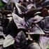 bazalka-prava-cervenolista-purple.jpg