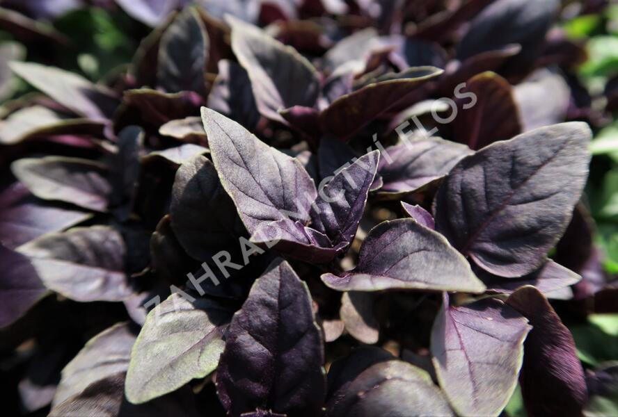 Bazalka pravá červenolistá 'Purple' - Ocimum basilicum 'Purple'