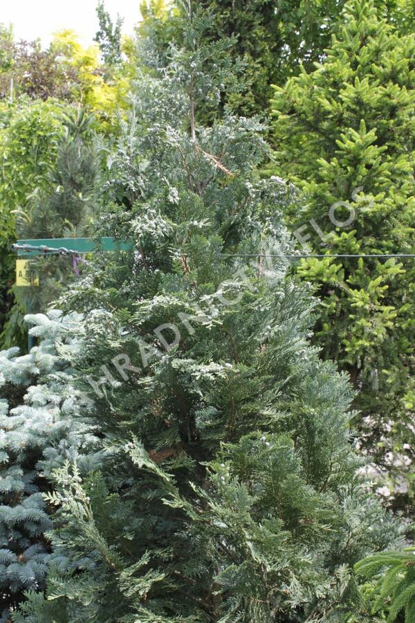 Cypřišek Lawsonův 'Van Pelt's Blue' - Chamaecyparis lawsoniana 'Van Pelt's Blue'