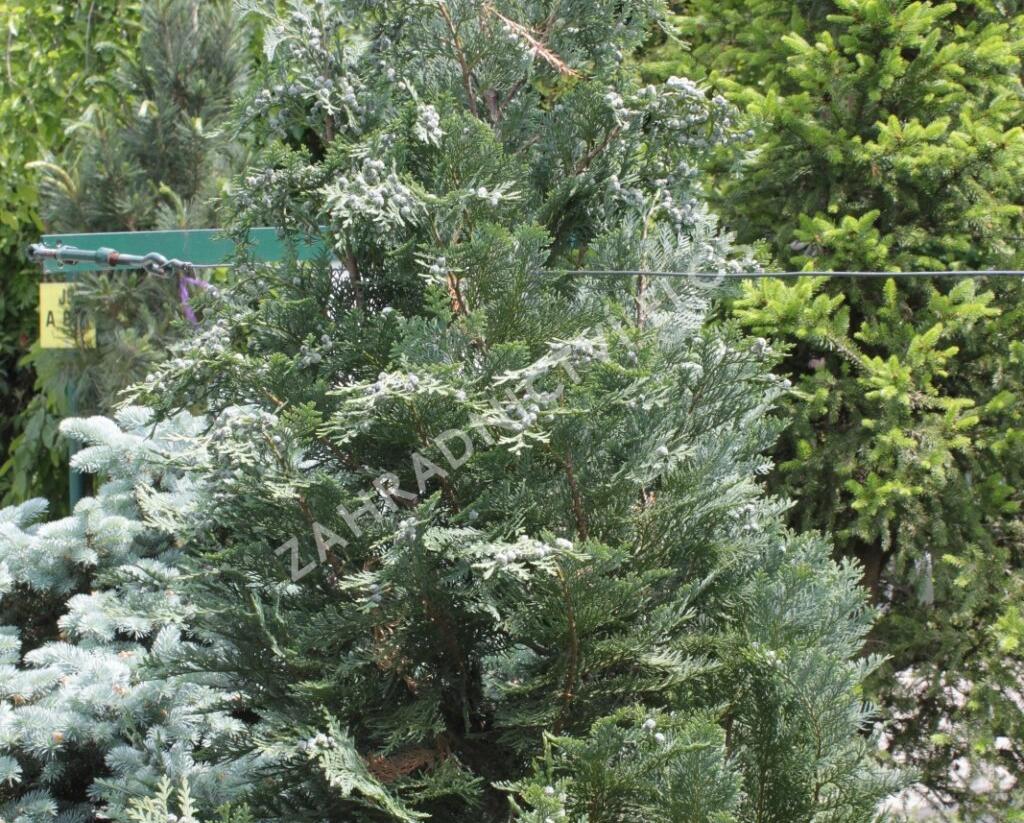 Cypřišek Lawsonův 'Van Pelt's Blue' - Chamaecyparis lawsoniana 'Van Pelt's Blue'
