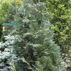Cypřišek Lawsonův 'Van Pelt's Blue' - Chamaecyparis lawsoniana 'Van Pelt's Blue'