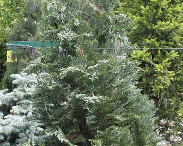 Cypřišek Lawsonův 'Van Pelt's Blue'