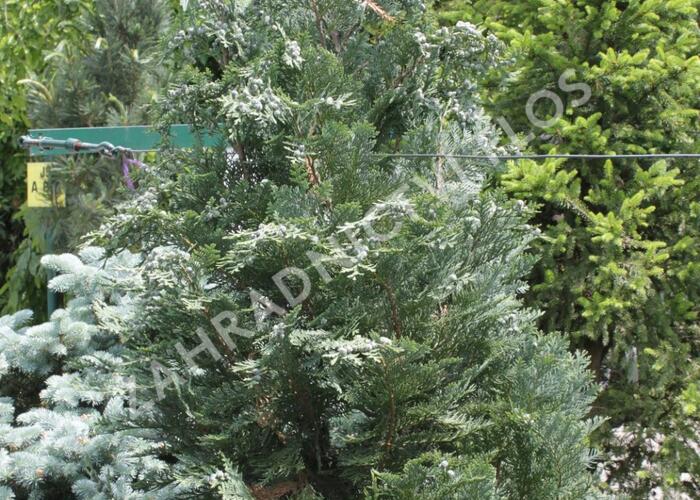 Cypřišek Lawsonův 'Van Pelt's Blue' - Chamaecyparis lawsoniana 'Van Pelt's Blue'