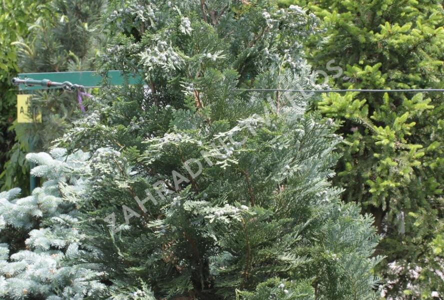 Cypřišek Lawsonův 'Van Pelt's Blue' - Chamaecyparis lawsoniana 'Van Pelt's Blue'