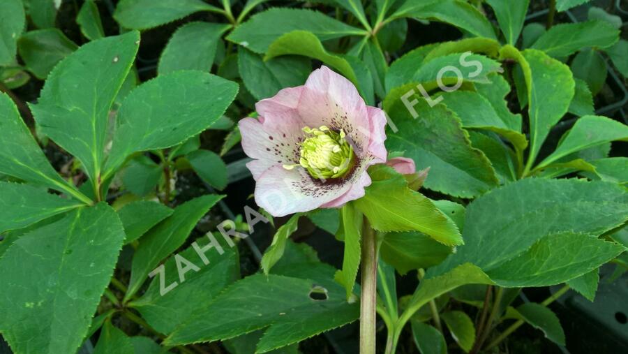 Čemeřice východní 'Pink Spotted' - Helleborus orientalis 'Pink Spotted'