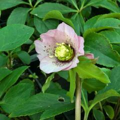 Čemeřice východní 'Pink Spotted' - Helleborus orientalis 'Pink Spotted'