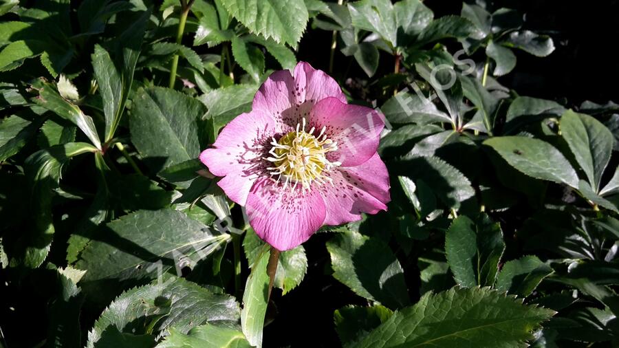 Čemeřice východní 'Pink Spotted' - Helleborus orientalis 'Pink Spotted'