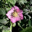 Čemeřice východní 'Pink Spotted' - Helleborus orientalis 'Pink Spotted'