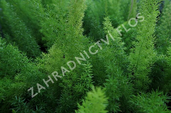 Asparágus 'Meyerii' - Asparagus densiflorus 'Meyerii'