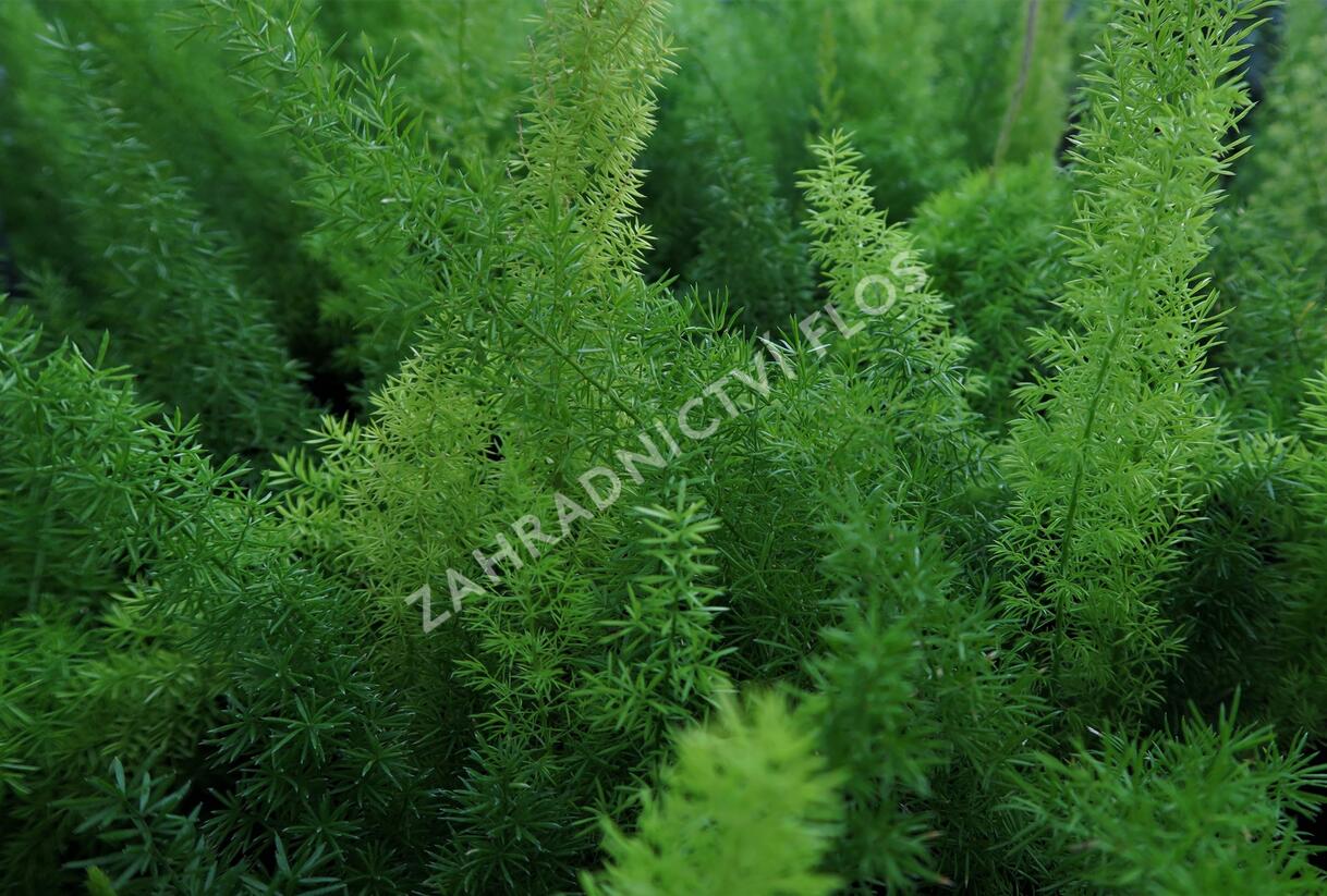 Asparágus 'Meyerii' - Asparagus densiflorus 'Meyerii'
