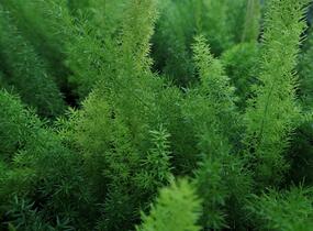 Asparágus 'Meyerii' - Asparagus densiflorus 'Meyerii'