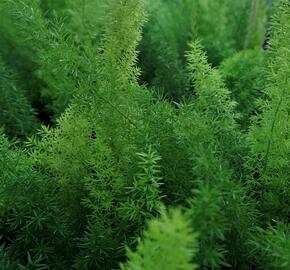 Asparágus 'Meyerii' - Asparagus densiflorus 'Meyerii'