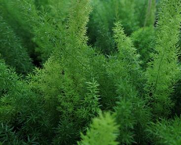 Asparágus 'Meyerii'