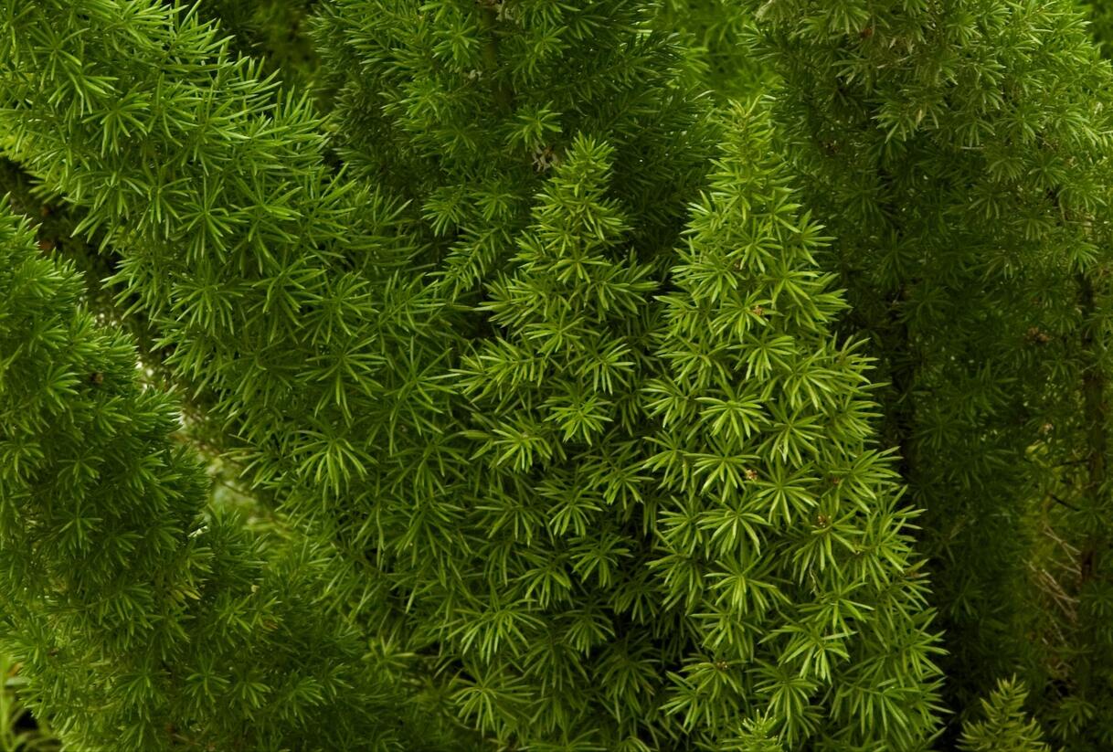 Asparágus 'Meyerii' - Asparagus densiflorus 'Meyerii'