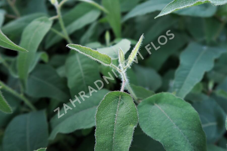 Blahovičník Gunnův 'Lemon Bush' - Eucalyptus gunnii 'Lemon Bush'