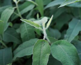 Blahovičník Gunnův 'Lemon Bush'