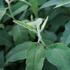 blahovicnik-gunnuv-lemon-bush.jpg