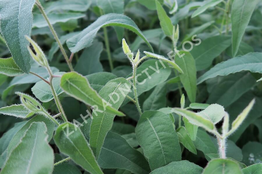 Blahovičník Gunnův 'Lemon Bush' - Eucalyptus gunnii 'Lemon Bush'