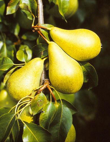 Hrušeň podzimní 'Monika' - Pyrus communis 'Monika'