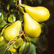 Hrušeň podzimní 'Monika' - Pyrus communis 'Monika'