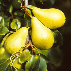 Hrušeň podzimní 'Monika' - Pyrus communis 'Monika'