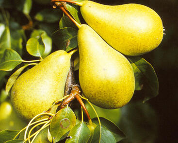 Hrušeň podzimní 'Monika'