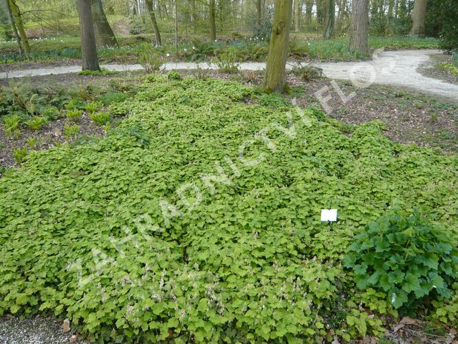Mitrovnička srdcolistá - Tiarella cordifolia