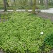 Mitrovnička srdcolistá - Tiarella cordifolia