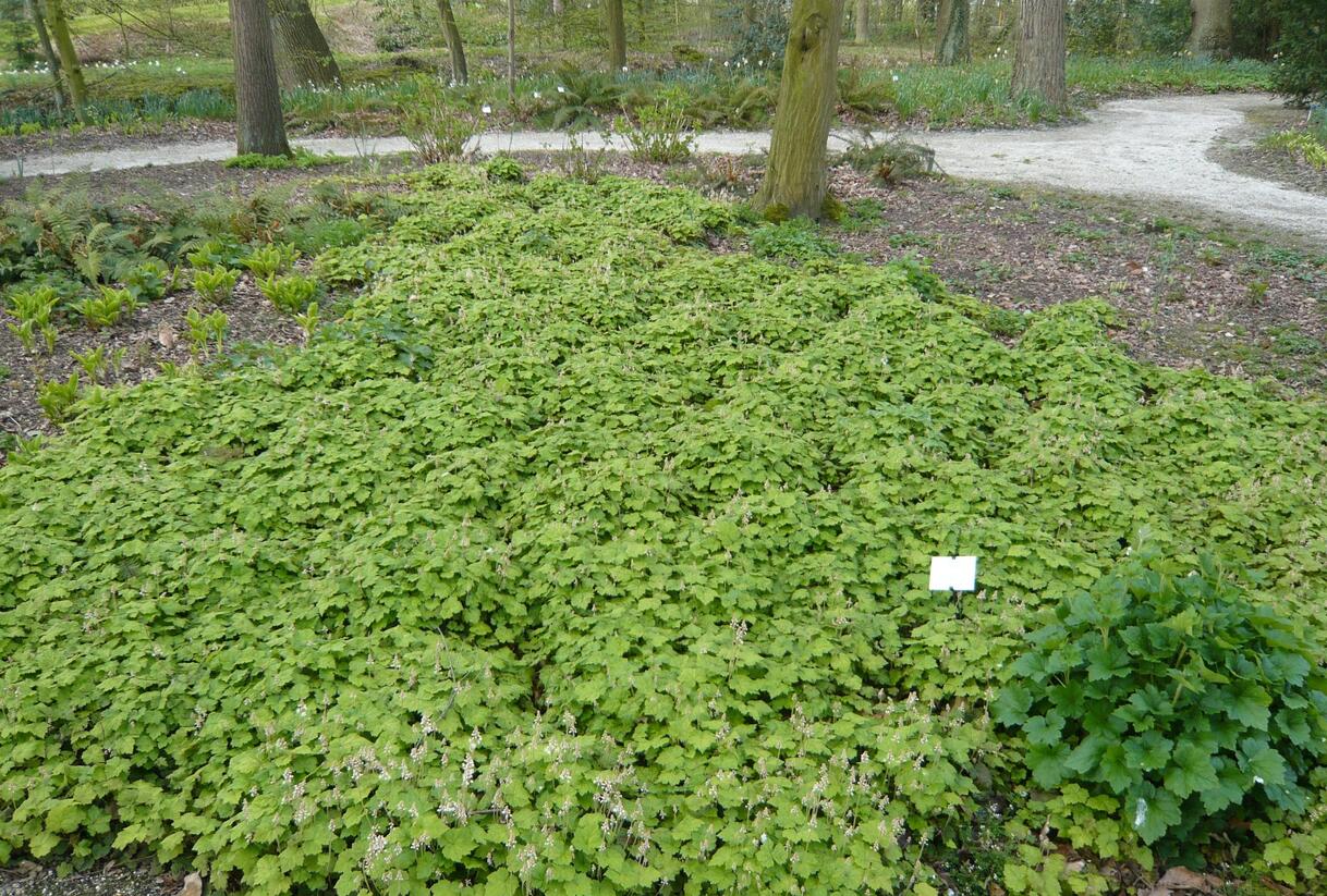 Mitrovnička srdcolistá - Tiarella cordifolia