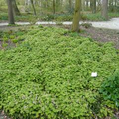Mitrovnička srdcolistá - Tiarella cordifolia