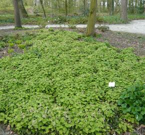 Mitrovnička srdcolistá - Tiarella cordifolia