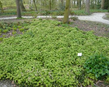 Mitrovnička srdcolistá